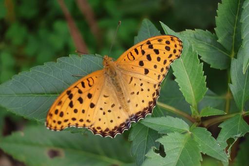 緑の葉にとまるツマグロヒョウモン蝶 緑,葉,ツマグロヒョウモン蝶の写真素材