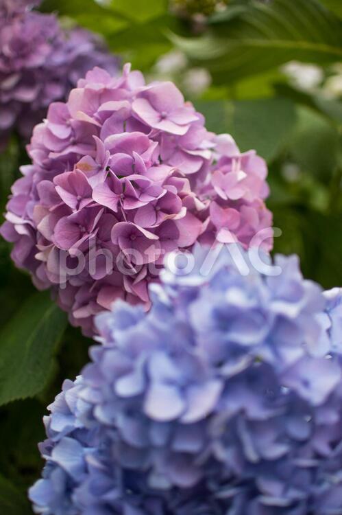 紫陽花 紫陽花,梅雨,鎌倉の写真素材