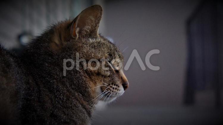 目を閉じてよく考えている猫 野良猫,コピースペース,テキストスペースの写真素材