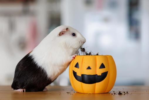 Photo, guinea pig, a pet, animal, 