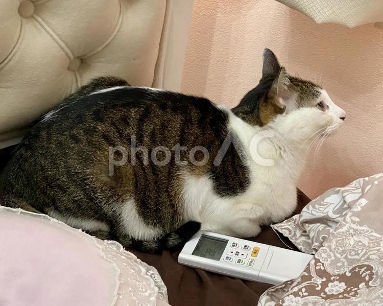ベッドで微睡む横顔のキジ白猫さま 猫,キジシロ,綺麗の写真素材