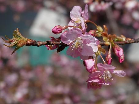 春の花・サクラ 春の花・サクラの写真