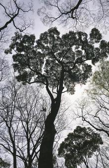 逆光の中の高い木 逆光の中の高い木 木,樹木,空を見上げるの写真素材