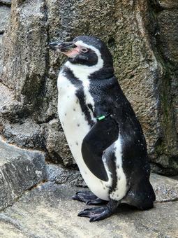 ペンギン ペンギンの写真