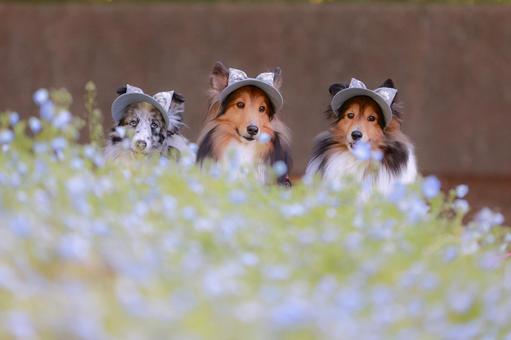 シェルティ シェルティの写真