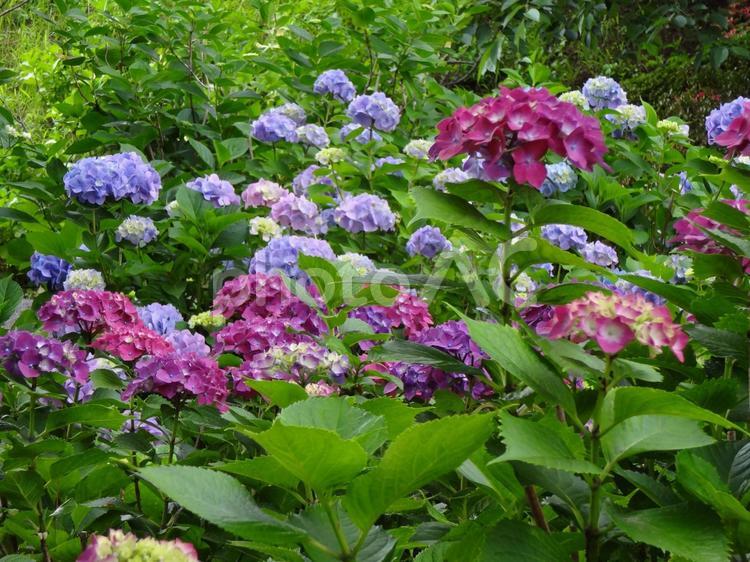 紫陽花の園　色とりどりに咲く あじさい,アジサイ,きれいの写真素材