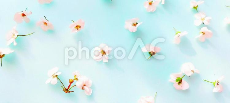 白い小花と空色の背景 花,花びら,自然の写真素材