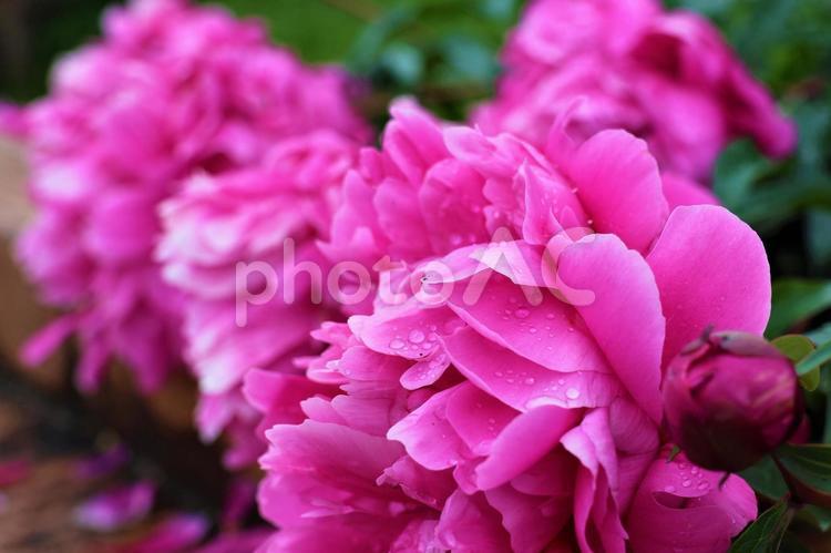 ５月上旬の雨上がりの赤のシャクヤク 背景,シャクヤク,芍薬の写真素材