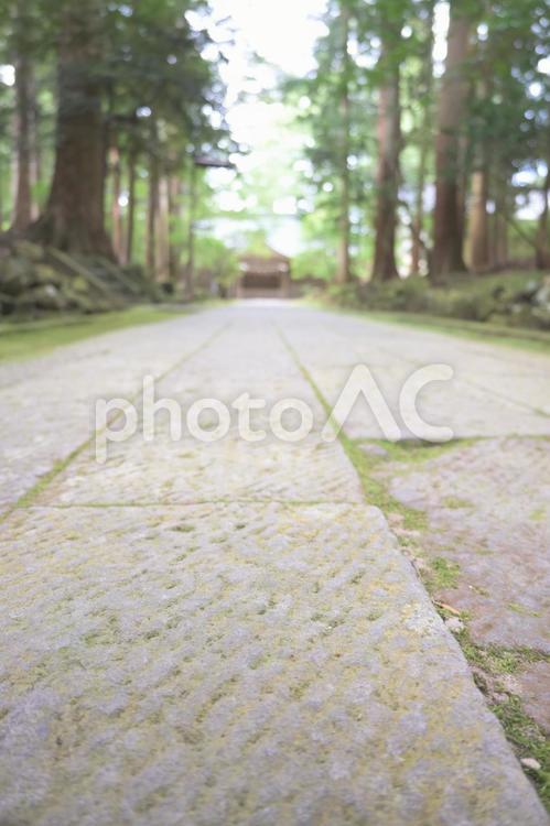 石畳の参道、夏の森の道 石畳,道,参道の写真素材
