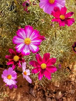 秋桜 暖 秋桜 暖 秋桜,コスモス,秋の写真素材