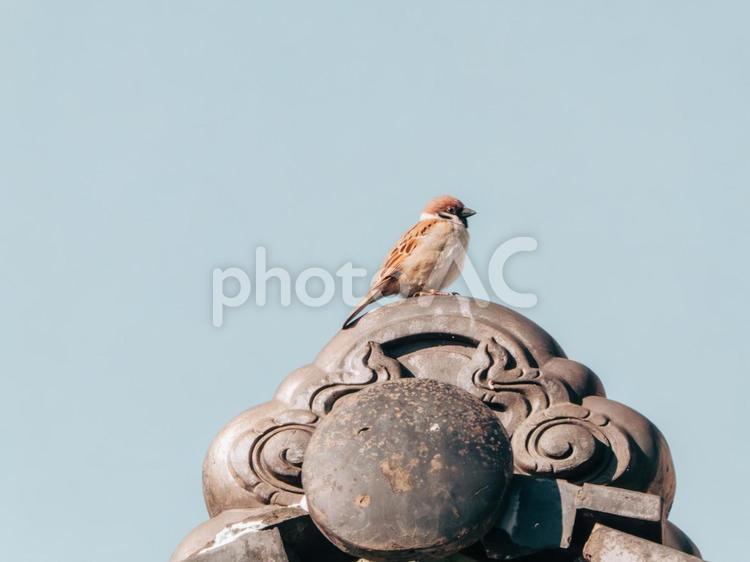 私がこの家を守っています 雀,野鳥,小鳥の写真素材