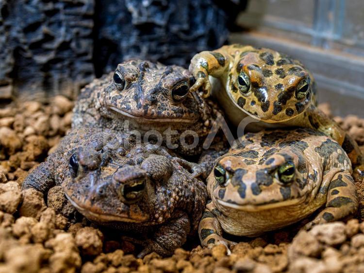 ナンブヒキガエルとミドリヒキガエル ナンブヒキガエル,エジプトミドリヒキガエル,動物の写真素材