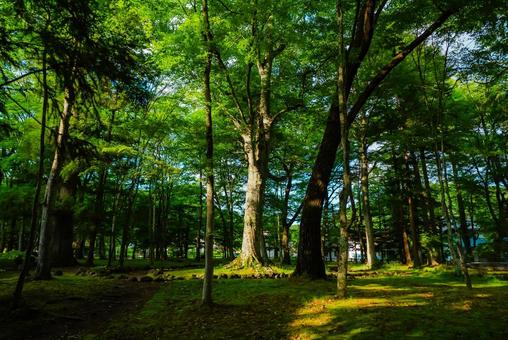 【長野】軽井沢の長倉神社 パワースポット 【長野】軽井沢の長倉神社 パワースポット 長倉神社,軽井沢,駅の写真素材