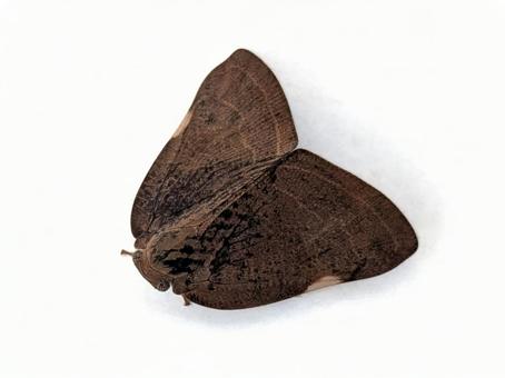 チュウゴクアミガサハゴロモの写真