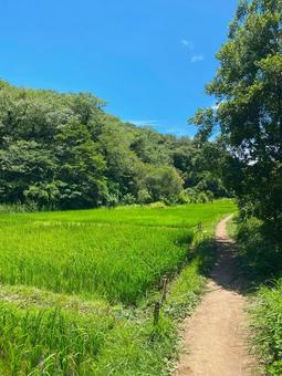 夏道を歩く舞岡 風景,里山,自然の写真素材