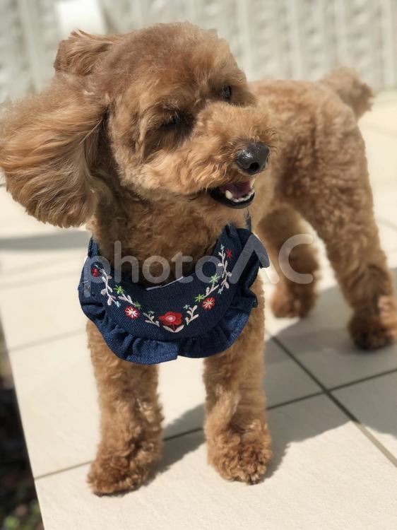 風に煽られる犬 犬,子犬,トイプードルの写真素材