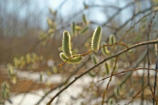 小春日和に微笑むネコヤナギの写真