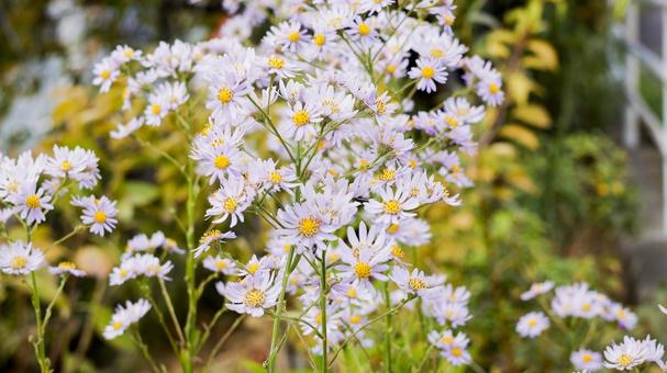 【花の写真】紫苑（シオン）の写真