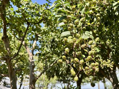 サルスベリ(百日紅)の実・種子 サルスベリ(百日紅)の実・種子 サルスベリ,種子,実の写真素材