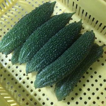 ゴーヤ ゴーヤの写真