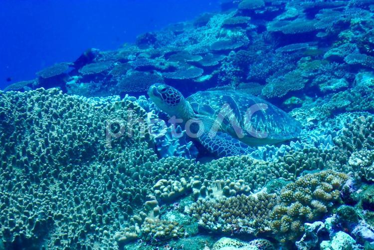 沖縄・石垣島　ウミガメと珊瑚礁 スキューバダイビング,沖縄の海,ウミガメの写真素材