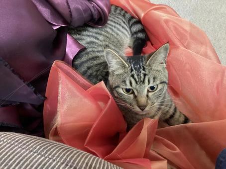 猫 キジトラ,ペット,かわいいの写真素材