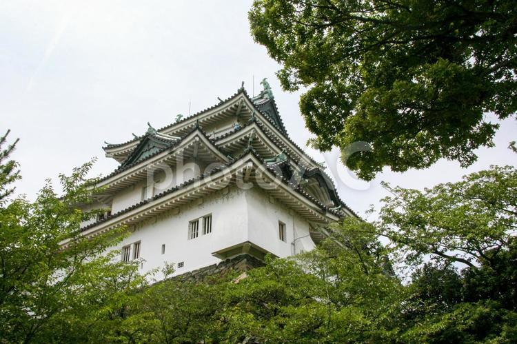 城を見上げる 城,見上げる,天守閣の写真素材