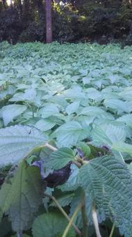 草木の森の写真