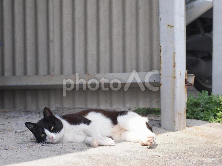 野良ちゃん。06 野良猫,猫,かわいいの写真素材