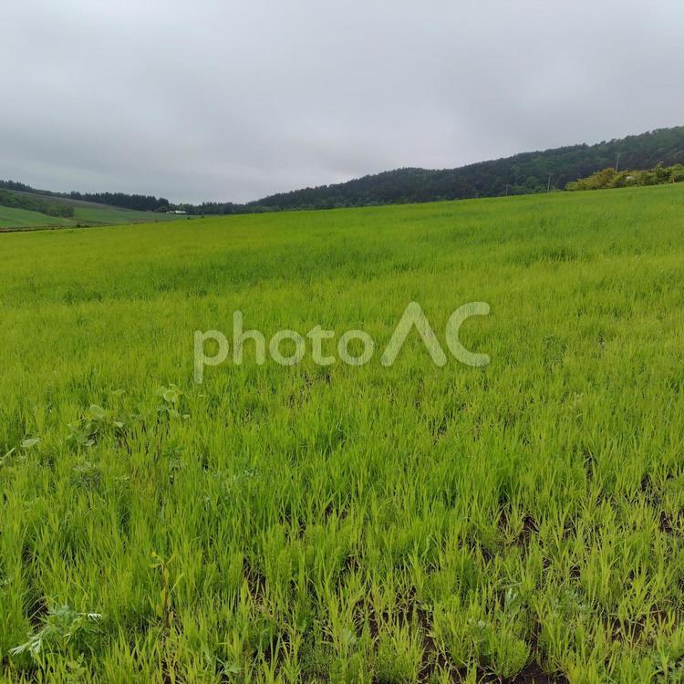 梅雨の草原 登山,草原,雨の写真素材