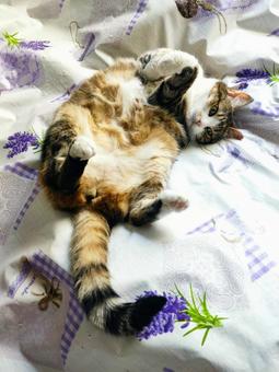 可愛いミケへそてん 可愛いミケへそてんの写真