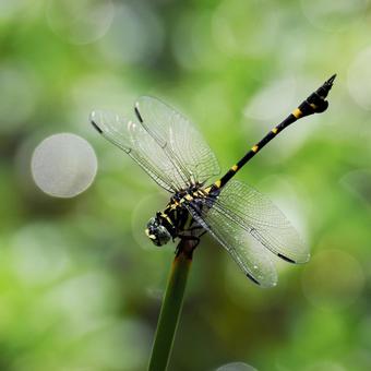 タイワンウチワヤンマ タイワンウチワヤンマの写真