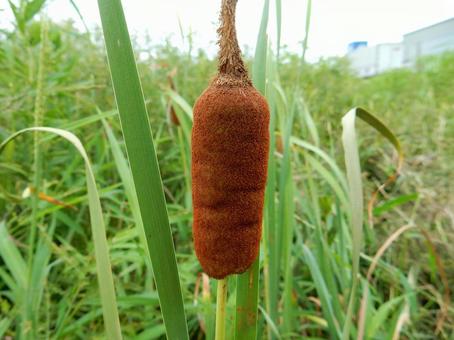 【植物写真】ガマ(蒲) 【植物写真】ガマ(蒲)の写真