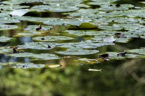 真夏の秋ヶ瀬公園の池 真夏の秋ヶ瀬公園の池 夏,真夏,沼の写真素材