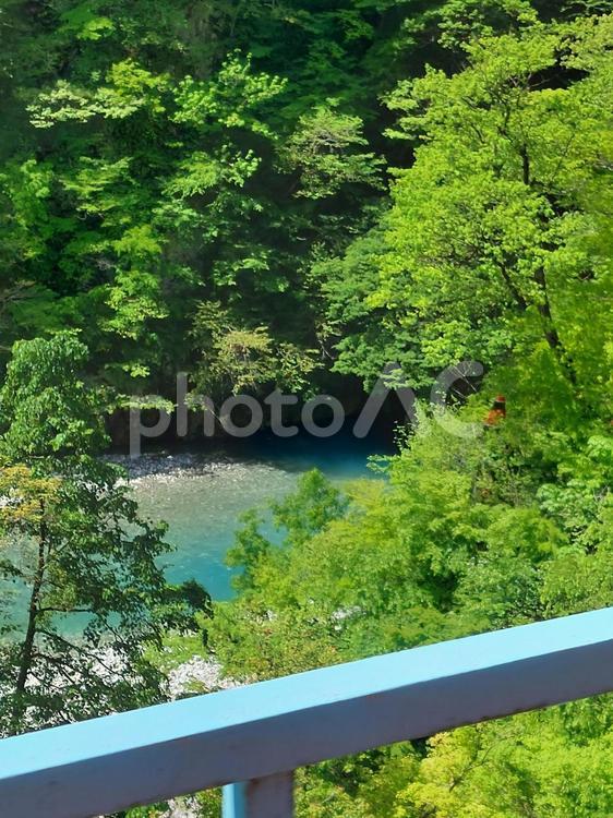 木の上にいる猿 自然,猿,富山県の写真素材
