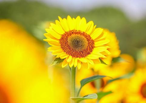 ひまわりの写真