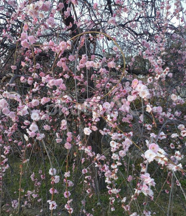 ピンクのきれいな垂れ梅 花,梅,垂れ梅の写真素材
