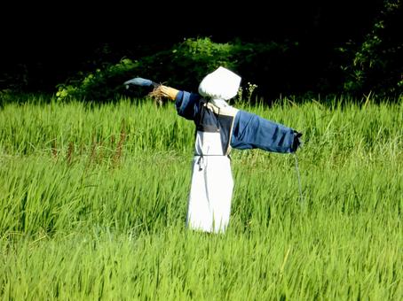 8月、水田に立つカカシその2 カカシ,田んぼ,水田の写真素材