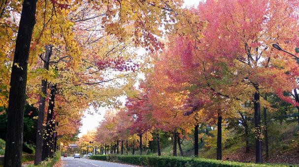 紅葉-1299 紅葉,アメリカ楓,もみじ葉楓の写真素材