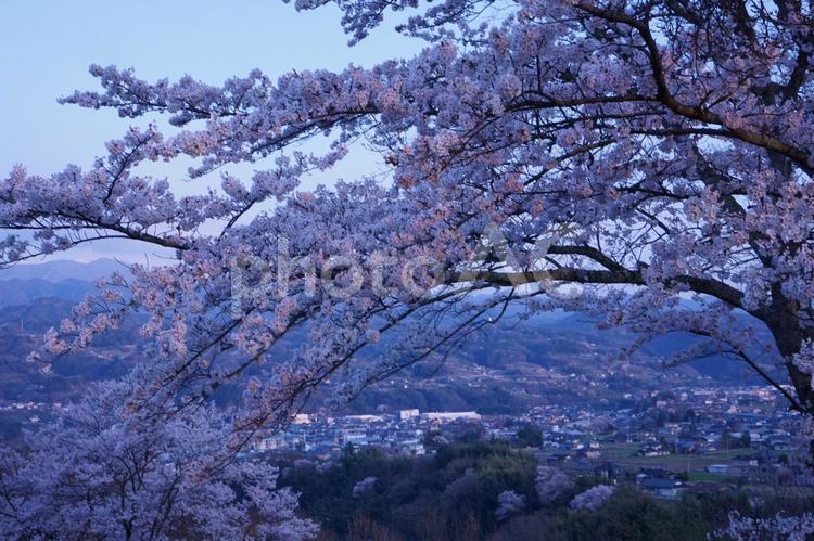 街に降り注ぐ枝垂れ桜 桜,春,４月の写真素材