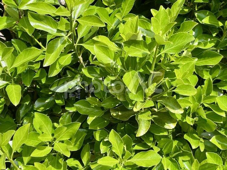 眩しい日差しの中の新緑 新緑,春,葉の写真素材