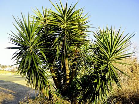 河川敷の植物 河川敷の植物の写真