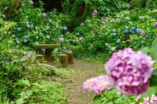 Photo, hydrangea, landscape, natural, 