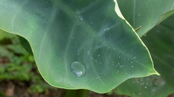 自然が描く透明な輝き 葉,しずく,自然の写真素材