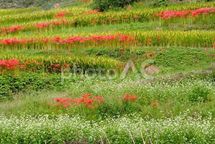 棚田に彼岸花の咲く風景 棚田,彼岸花,稲の写真素材