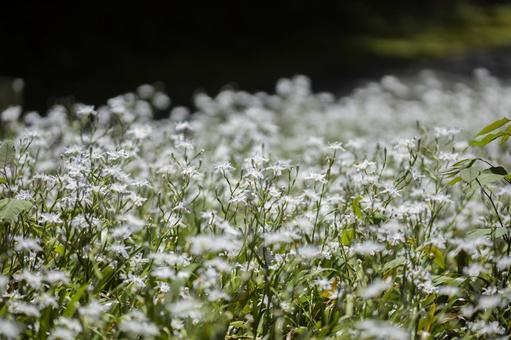 山に群生しているシャガの花 山に群生しているシャガの花 群生,シャガ,春の写真素材