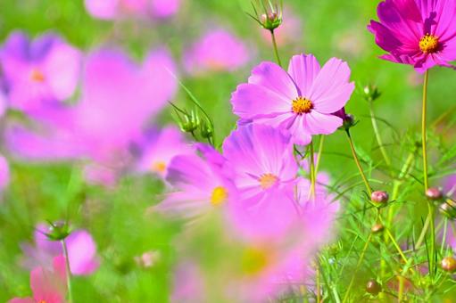 爽やかで可愛い コスモスの花 爽やかで可愛い コスモスの花 コスモス畑,コスモス,ピンク色の写真素材