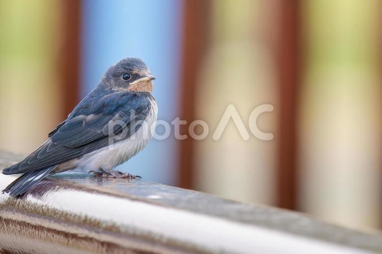 柵にとまるツバメ・コピースペース ツバメ,燕,野鳥の写真素材