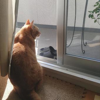 猫との暮らし 猫との暮らしの写真