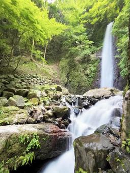 緑に包まれた養老の滝 緑に包まれた養老の滝の写真